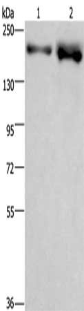 BRD4 Antibody