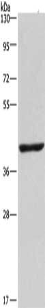 NME7 Antibody
