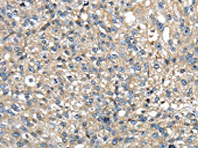 TMED1 Antibody