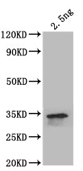 beta-Spec Antibody