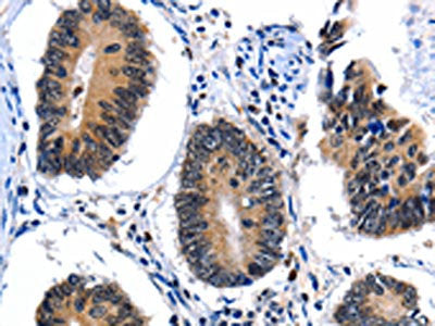 CEBPG Antibody
