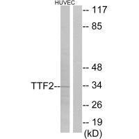 FOXE1 Antibody