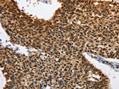 ELAVL1 Antibody