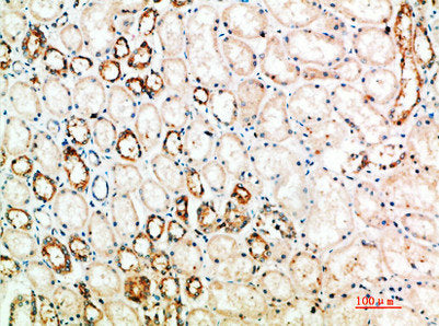 CTLA4 Antibody