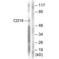 CD19 (Ab-531) Antibody