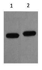 mCherry Mouse Polyclonal Antibody