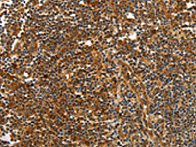 CNNM3 Antibody