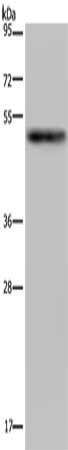PKMYT1 Antibody