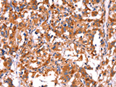 GCG Antibody