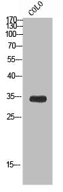TCEAL6 Antibody