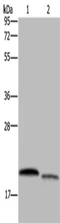 RHEB Antibody