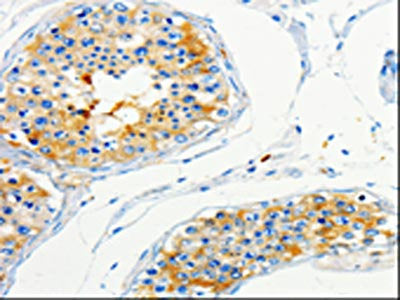 CAP1 Antibody