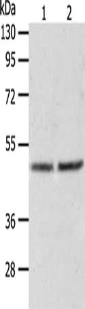 AGXT Antibody