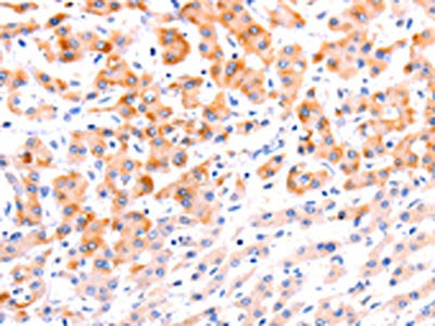 EFNA1 Antibody