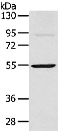 SESN3 Antibody