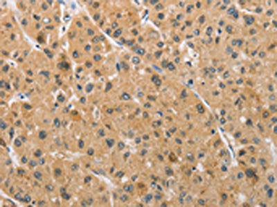 ARMCX1 Antibody