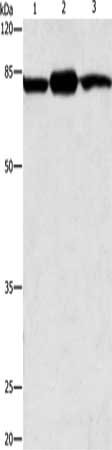 CAPN2 Antibody