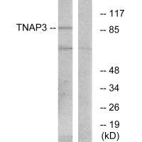 TNFAIP3 Antibody