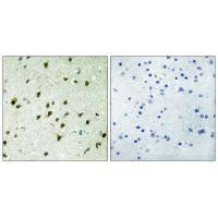 MXD4 Antibody