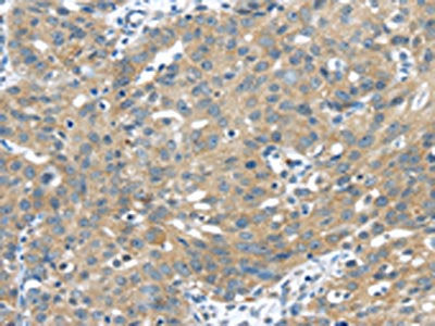 UCHL3 Antibody