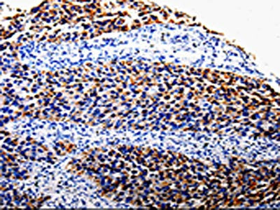 COX10 Antibody