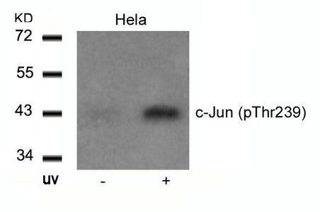 Phospho-JUN (Thr239) Antibody