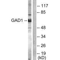 GAD2 Antibody