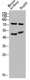 TMPO/TMPO Antibody