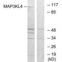 MLK4 Antibody
