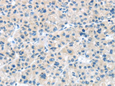CD63 Antibody