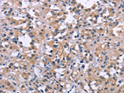 DUSP1 Antibody
