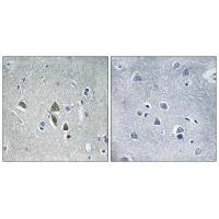 OAZ1 Antibody