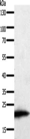 PARK7 Antibody