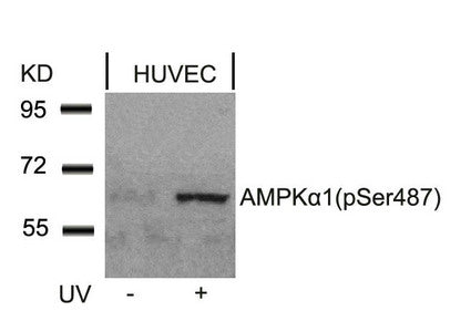 Phospho-PRKAA1/PRKAA2 (Ser487) Antibody