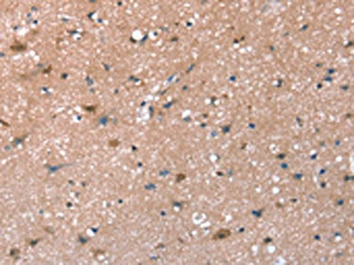SYNPO Antibody