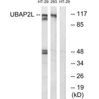UBAP2L Antibody