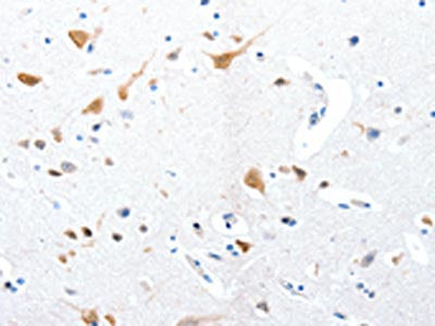 RBFOX3 Antibody