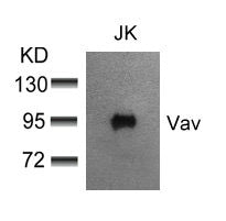 VAV1 (Ab-174) Antibody