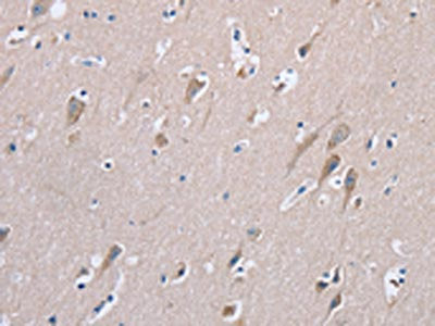 STMN1 Antibody