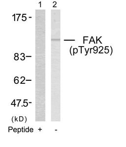 Phospho-PTK2 (Tyr925) Antibody