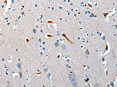 NRG3 Antibody