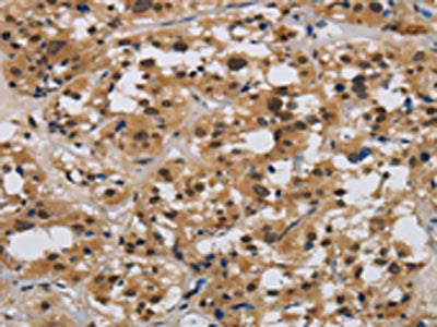 E2F4 Antibody