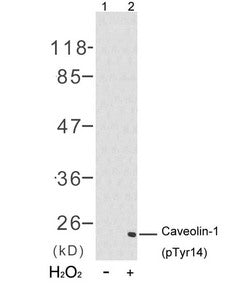 Phospho-CAV1 (Tyr14) Antibody