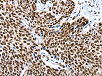 KLK7 Antibody