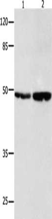 SPP1 Antibody