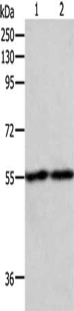 EGR1 Antibody