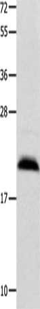 FGF12 Antibody