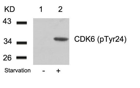 Phospho-CDK6 (Tyr24) Antibody