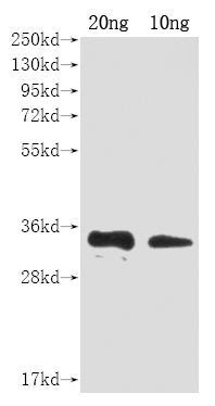 A27L Antibody