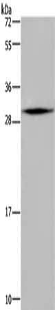 MRPL28 Antibody